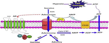 Adenosine signaling in normal and sickle erythrocytes and beyond